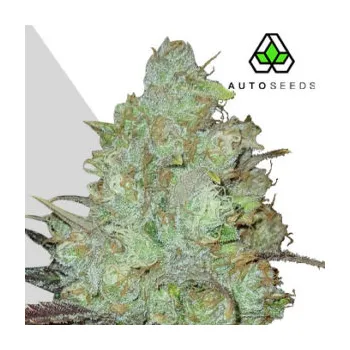 Semeno Auto Seeds - Granddaddy Purple Auto 5 ks