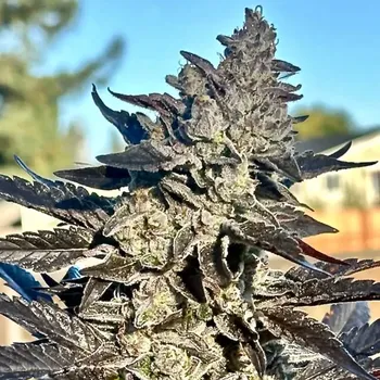 Semeno Atlas Seed - Super Sour Runtz 5 ks