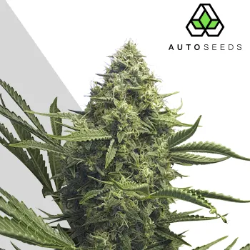 Semeno Auto Seeds - Sweet CBD Auto 5 ks