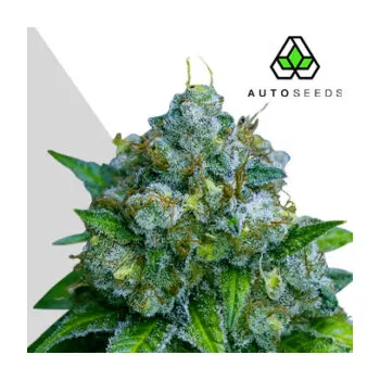 Semeno Auto Seeds - Zkittlez Auto 3 ks