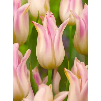 Semeno Tulipán 'Elegant lady' 5 ks Velikost hlíz: 12+