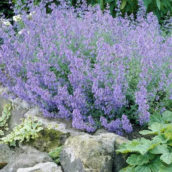 Sazenice Šanta hroznovitá ´BLUE WONDER´ kont. 0,5 l