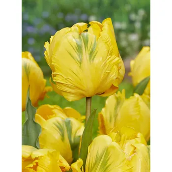 Semeno Tulipán 'Eagle Wings' 5 ks