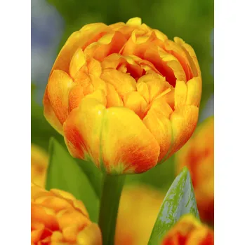 Semeno Tulipán 'Sunlover' 5 ks Velikost hlíz: 10/11