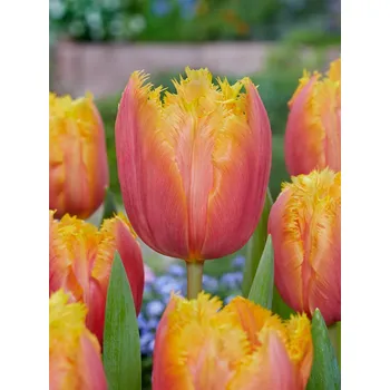 Semeno Tulipán 'Lambada' 5 ks