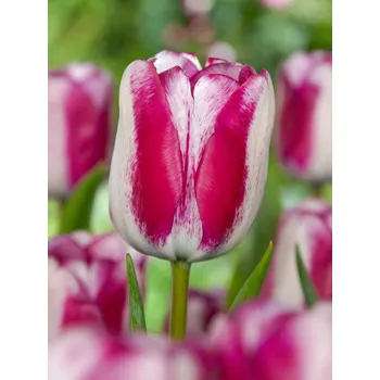 Semeno Tulipán 'Hotpants' 5 ks