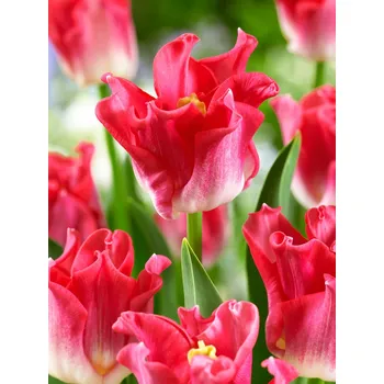 Semeno Tulipán 'Dynasty' 5 ks