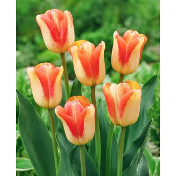 Semeno Tulipán 'Spryng sunrise' 5 ks
