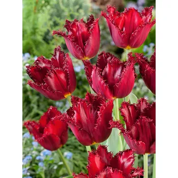 Semeno Tulipán 'Pacific Pearl' 5 ks Velikost hlíz: 10/11