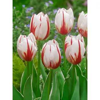 Semeno Tulipán 'Happy generation' 5 ks Velikost hlíz: 10/11