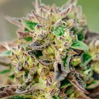 Semeno Atlas Seed - TriCross Auto 5 ks