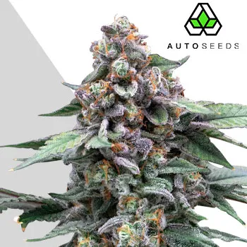 Semeno Auto Seeds - Runtz Auto 3 ks