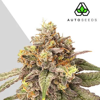 Semeno Auto Seeds - Pink Runtz Auto 3 ks