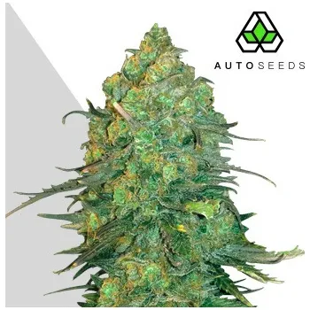 Semeno Auto Seeds - Durban Poison Auto 5 ks