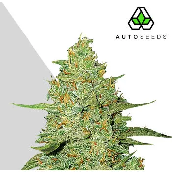 Semeno Auto Seeds - Acapulco Gold Auto 3 ks