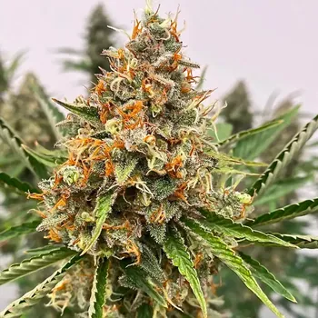 Semeno Atlas Seed - Mendo Butter 5 ks