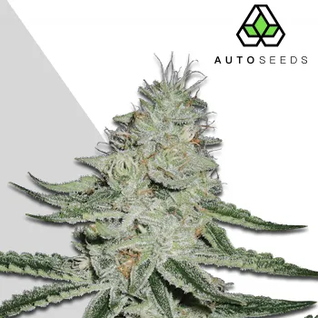 Semeno Auto Seeds - Dreamberry Auto 5 ks