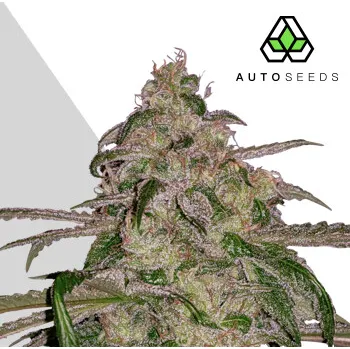 Semeno Auto Seeds - Moonrocks Auto 3 ks