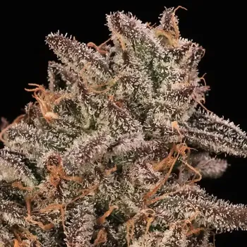 Semeno Atlas Seed - Banana Cream Sundae 5 ks