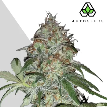 Semeno Auto Seeds - Sucker Punch Auto 3 ks