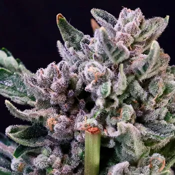 Semeno Atlas Seed - Gelato 41 5 ks