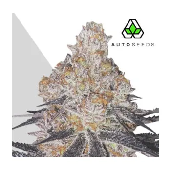 Semeno Auto Seeds - Permanent Marker Auto 3 ks