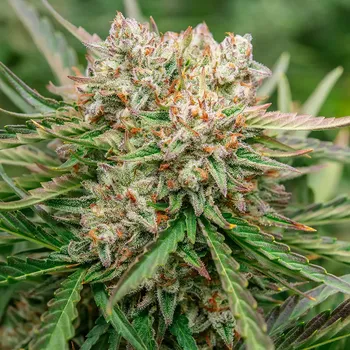 Semeno Atlas Seed - GMO OG Auto 5 ks