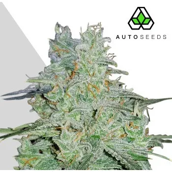 Semeno Auto Seeds - Amnesia Haze Auto 3 ks