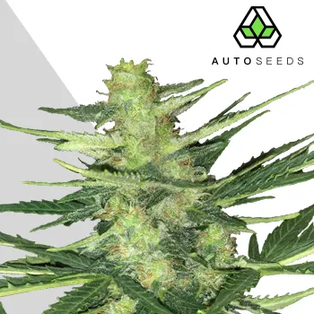 Semeno Auto Seeds - Polar Express Auto 5 ks