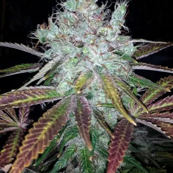 Semeno BC Bud Depot - Super Lemon Jack 5 ks
