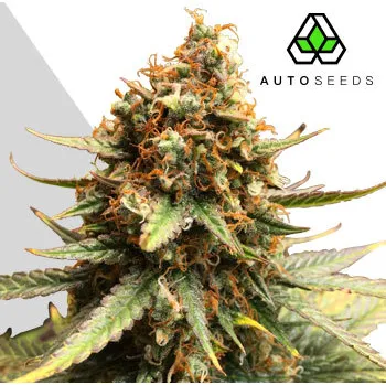 Semeno Auto Seeds - Juicy Lucy Auto 3 ks