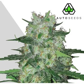 Semeno Auto Seeds - AK47 Auto 5 ks