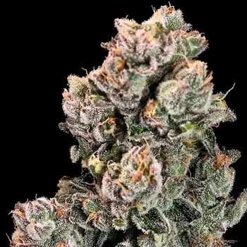 Semeno Atlas Seed - Slurpicane Fast 5 ks