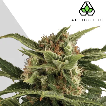 Semeno Auto Seeds - Pounder Auto 3 ks