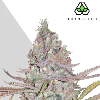 Semeno Auto Seeds - Berry Ryder Auto 3 ks