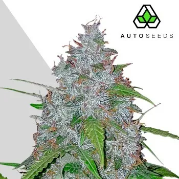 Semeno Auto Seeds - White Widow Auto 3 ks