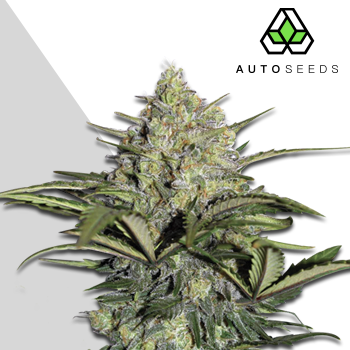 Auto Seeds - Gorilla Glue Auto 3 ks