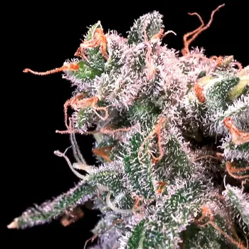 Semeno Atlas Seed - Kombucha Cream 5 ks