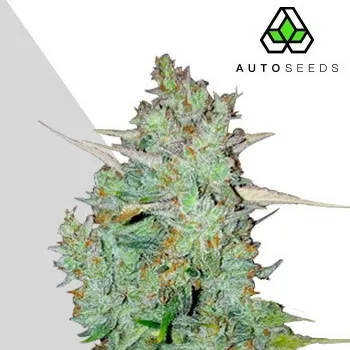 Semeno Auto Seeds - Northern Lights Auto 3 ks