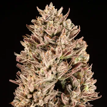 Semeno Atlas Seed - GMO Auto 5 ks