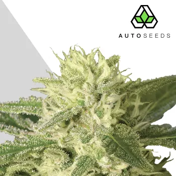 Semeno Auto Seeds - Auto #1 5 ks