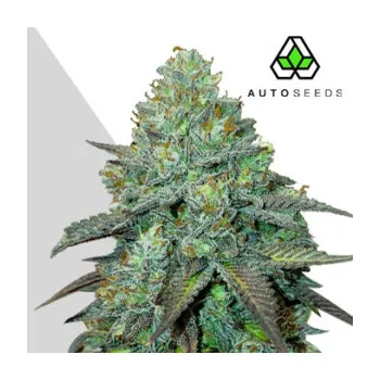 Semeno Auto Seeds - Gelato Auto 5 ks
