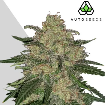 Semeno Auto Seeds - Mango Cookies Auto 5 ks
