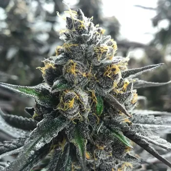 Semeno Atlas Seed - Divorce Cake 5 ks