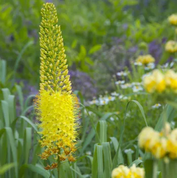 Semeno Liliochvostec Bungei - Eremerus Bungei - hlízy liliochvostců - 1 ks