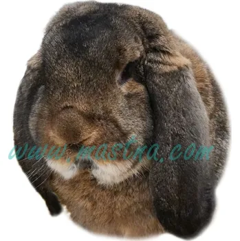 králíkárna Malý beran, králík, samolepka