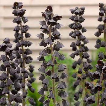 Sazenice Řebčík perský Adiyaman - Fritillaria persica - cibule řebčíku - 1 ks