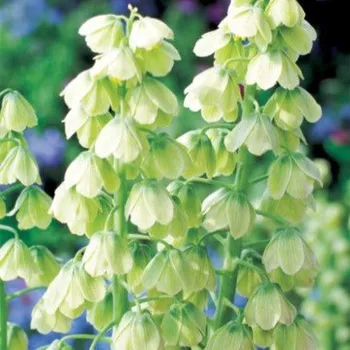 Sazenice Řebčík perský bílý - Fritillaria persica - cibule řebčíku - 1 ks