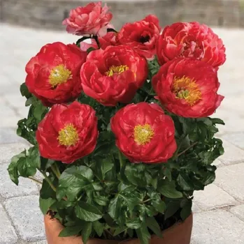 Sazenice Pivoňka Patio Moscow - Paeonia lactiflora - hlízy pivoněk - 1 ks