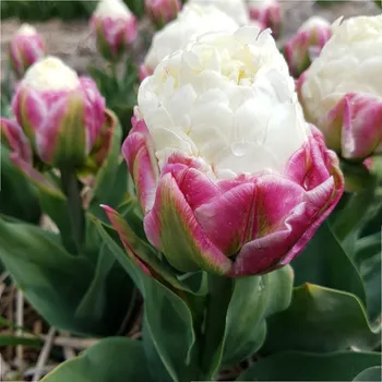 Sazenice Tulipán Ice Cream - Tulipa - cibule tulipánů - 3&nbsp;ks